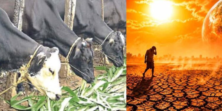 ‘एल निनो’च्या पार्श्वभूमीवर पशुपालकांनी चारा नियोजनाकडे विशेष लक्ष द्यावे- आयुक्त पशुसंवर्धन डॉ. किरण पाटील यांचे आवाहन