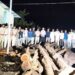 यावल अभयारण्यात वनविभागाची धडक कारवाई; तस्करीसाठी साठवलेले लाखांचे सागवान लाकूड जप्त