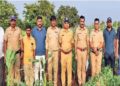 मक्याच्या शेताआड गांजाची शेती; पोलिसांचा छापा, ९३.५० लाखांचा गांजा जप्त