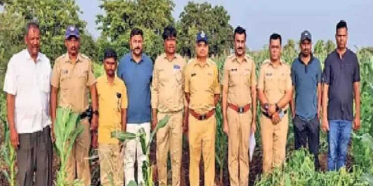 मक्याच्या शेताआड गांजाची शेती; पोलिसांचा छापा, ९३.५० लाखांचा गांजा जप्त