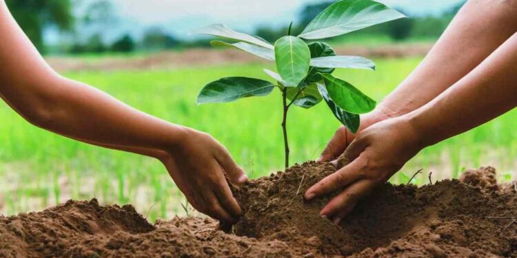 ‘हरित जळगाव’ अभियानाला सुरुवात; ३ हजार रोपांनी सजणार टीएम नगर