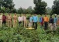 तुरीच्या शेतात गांजाची लागवड; अडावद पोलिसांची धडक कारवाई, १७५ झाडे जप्त