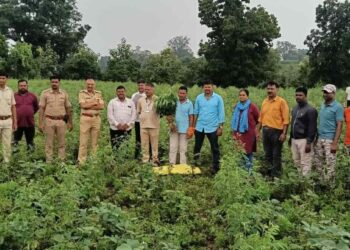 तुरीच्या शेतात गांजाची लागवड; अडावद पोलिसांची धडक कारवाई, १७५ झाडे जप्त