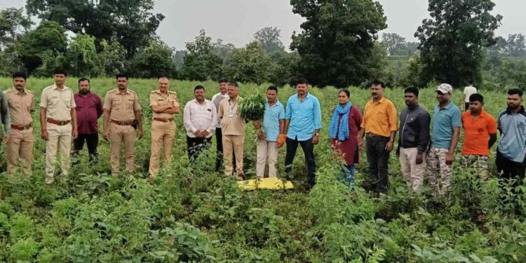 तुरीच्या शेतात गांजाची लागवड; अडावद पोलिसांची धडक कारवाई, १७५ झाडे जप्त