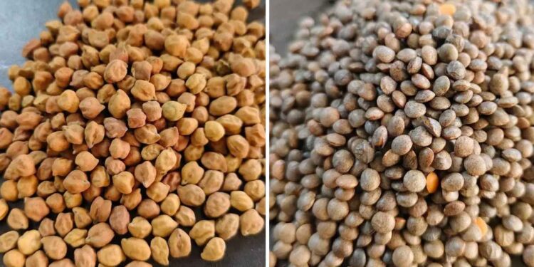 जळगावच्या शेतकऱ्यांसाठी मोठी संधी! हरभरा-मसूरसाठी अनुदान मिळणार, कुठे कराल अर्ज?