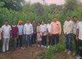 शिरपूरमध्ये गांजाची बेकायदेशीर शेती उघडकीस; १.५२ कोटींचा गांजा जप्त