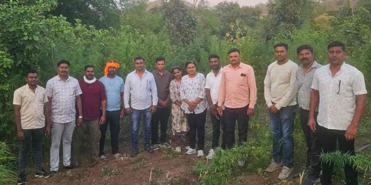 शिरपूरमध्ये गांजाची बेकायदेशीर शेती उघडकीस; १.५२ कोटींचा गांजा जप्त