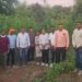 शिरपूरमध्ये गांजाची बेकायदेशीर शेती उघडकीस; १.५२ कोटींचा गांजा जप्त